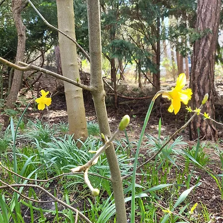 Semesterbostad Wiking Sankt Peter-Ording